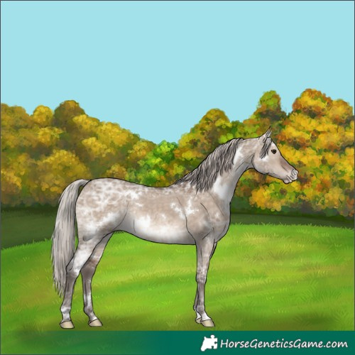 Horse Color:White Spotted Silver Brown Ice Dun Rabicano 