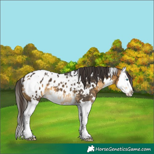 Horse Color:White Spotted Buckskin Splash Blanket 