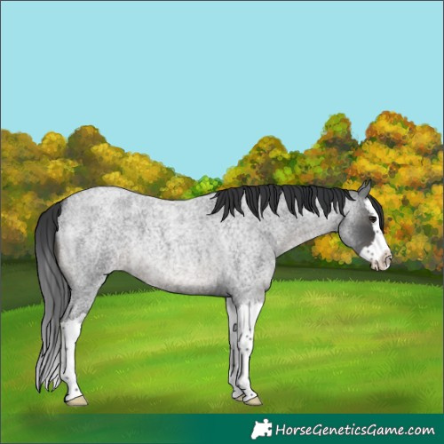 Horse Color:Blue Roan Splash 