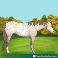 Horse Color:Bay Dun Appaloosa