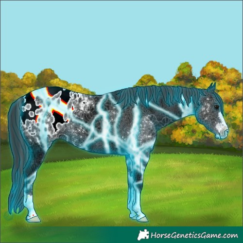 Horse Color:Thunderstruck Black Ice Appaloosa 