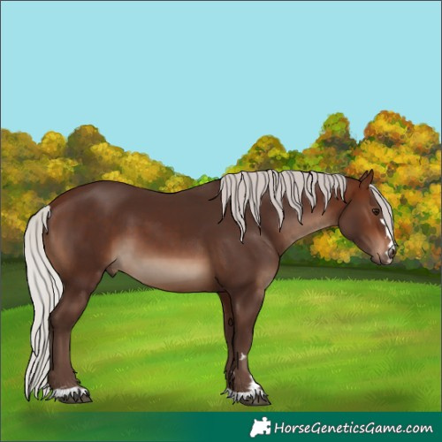 Horse Color:Silver Brown 