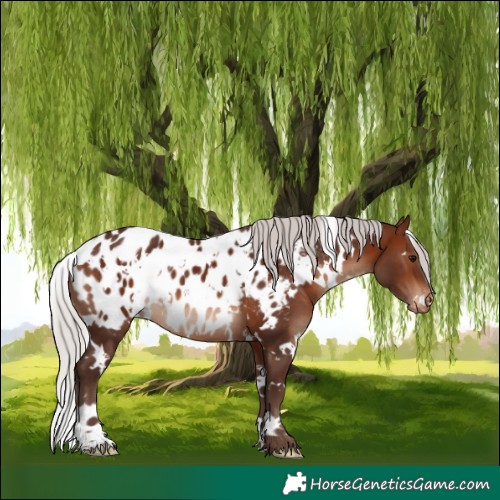 Horse Color:White Spotted Silver Brown Appaloosa 