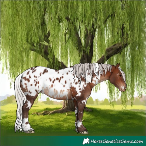 Horse Color:White Spotted Silver Brown Near Leopard 
