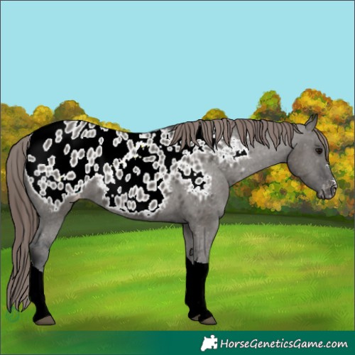 Horse Color:Grullo Tobiano Blanket