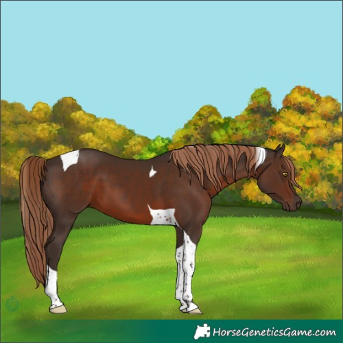 Horse Color:Liver Chestnut Tobiano