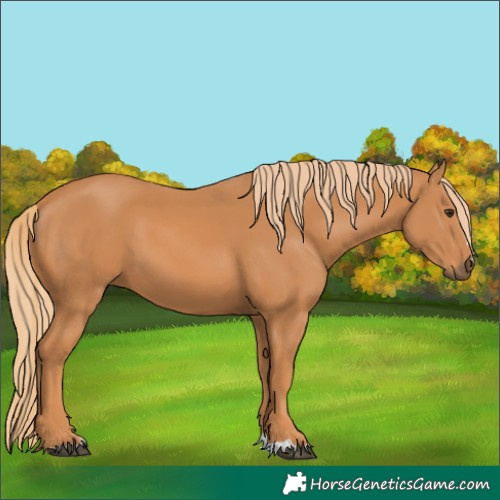 Horse Color:Chestnut 