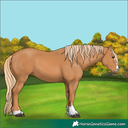 Horse Color:Chestnut 