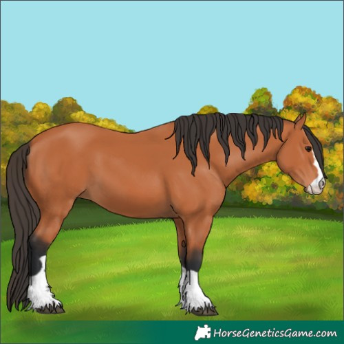 Horse Color:Bay 