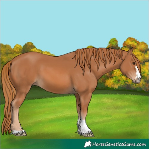 Horse Color:Chestnut 