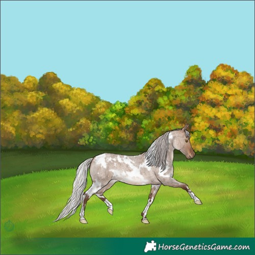 Horse Color:White Spotted Silver Brown Roan Dun