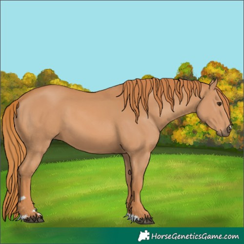 Horse Color:Chestnut 