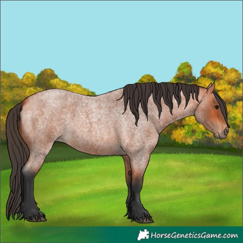 Horse Color:Bay Roan 