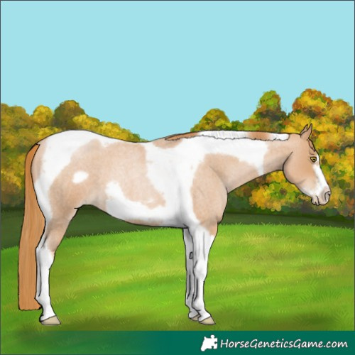 Horse Color:Red Roan Pearl Tobiano Frame 