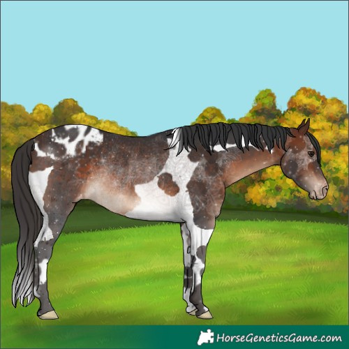 Horse Color:Brown Tobiano Appaloosa Rabicano 