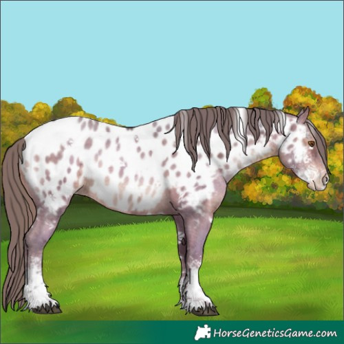 Horse Color:Watercolor White Spotted Brown Ice Pearl Sabino Appaloosa Rabicano