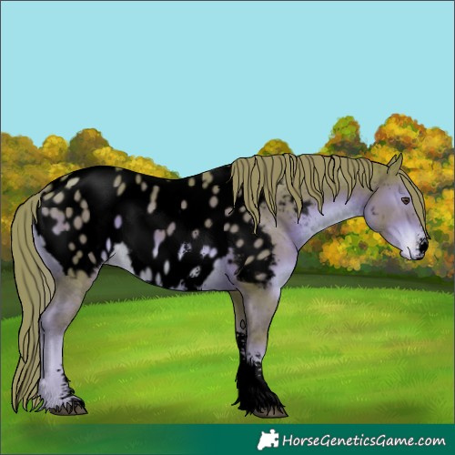 Horse Color:Void Watercolor Liver Chestnut Sabino Appaloosa 