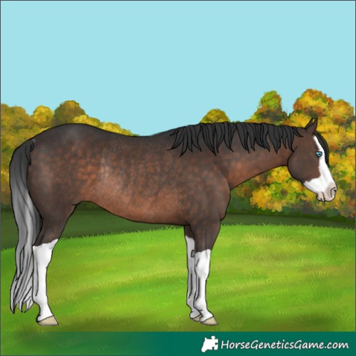 Horse Color:Brown Splash Rabicano 