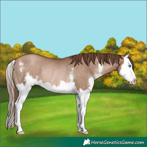 Horse Color:Brown Pearl Sabino Splash Rabicano 