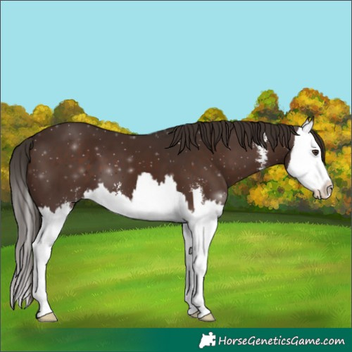 Horse Color:Liver Chestnut Sabino Splash 