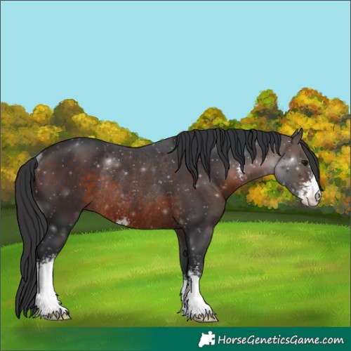 Horse Color:Brown Sabino Rabicano 
