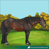 Horse Color:Brown Rabicano 