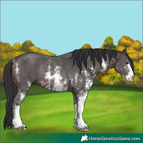 Horse Color:Brown Sabino Rabicano 
