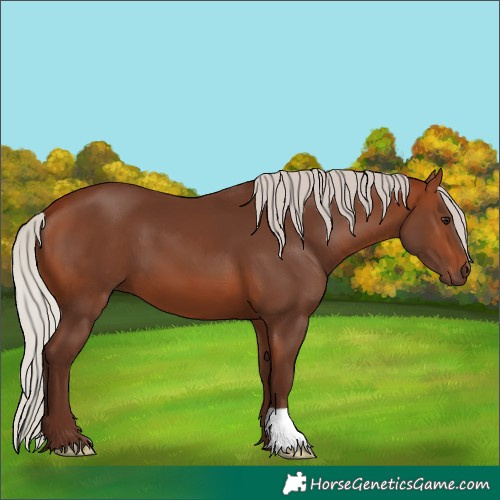 Horse Color:Silver Bay 