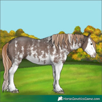 Horse Color:Liver Chestnut Sabino Splash
