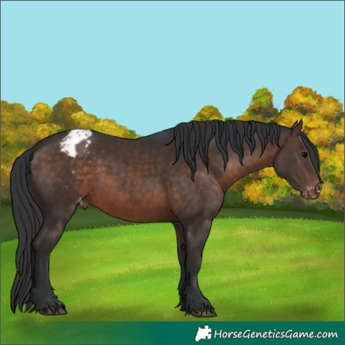 Horse Color:Brown Appaloosa