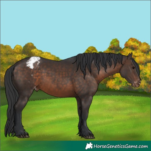 Horse Color:Brown Blanket 