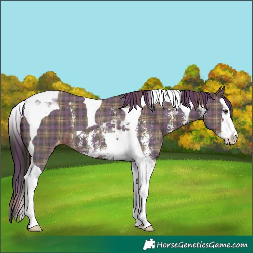 Horse Color:Plaid  Liver Chestnut Sabino Splash Tobiano Appaloosa 