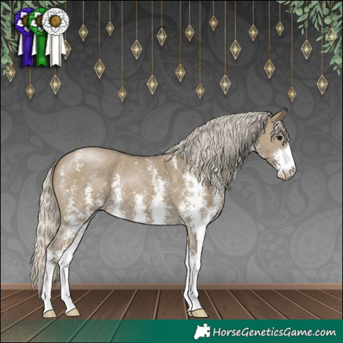 Horse Color:Silver Smoky Grullo Sabino 