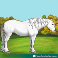 Horse Color:Liver Chestnut Splash Tobiano Appaloosa Rabicano