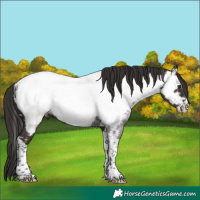 Horse Color:Liver Chestnut Sabino Splash Tobiano Appaloosa Rabicano 