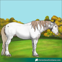 Horse Color:Liver Chestnut Sabino Splash Tobiano Appaloosa Rabicano 