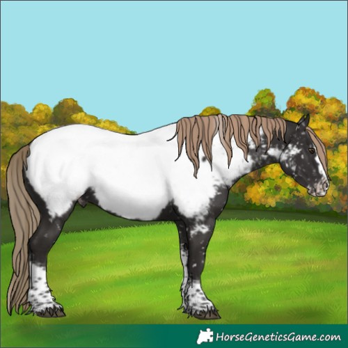 Horse Color:Liver Chestnut Splash Tobiano Appaloosa Rabicano
