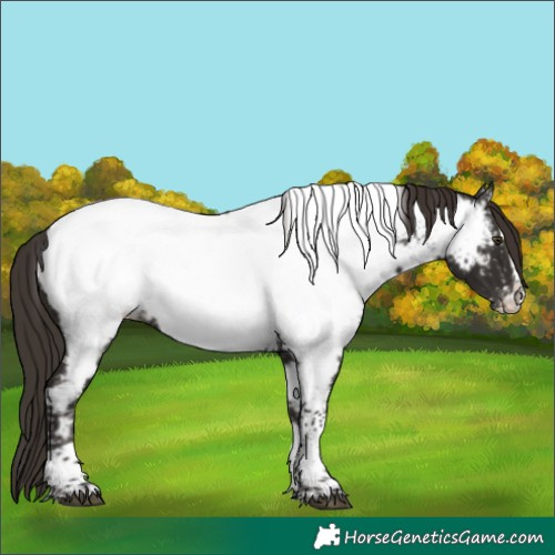 Horse Color:Liver Chestnut Sabino Splash Tobiano Appaloosa Rabicano 