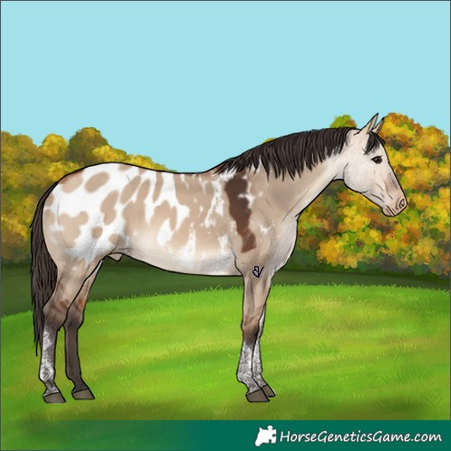 Horse Color:Bay Dun Tobiano Appaloosa Rabicano 