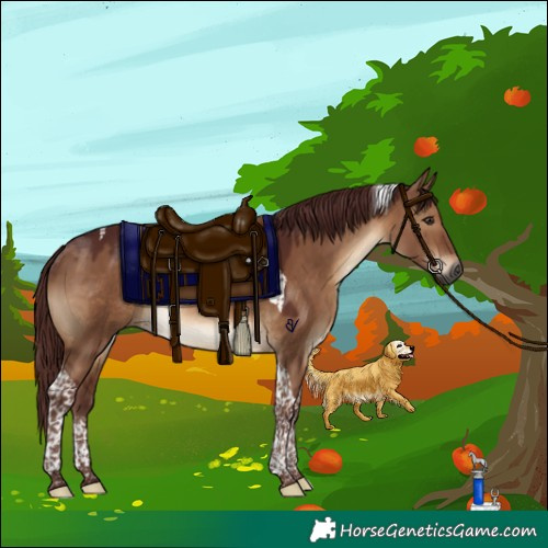 Horse Color:Gray Chocolate Brown Dun Tobiano Rabicano 