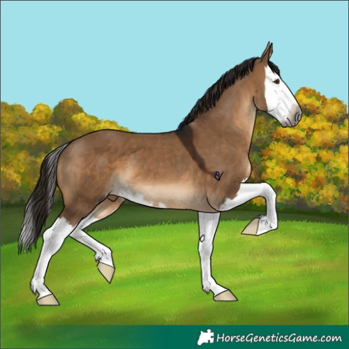 Horse Color:Gray Brown Dun Splash 