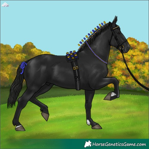 Horse Color:Gray Black 