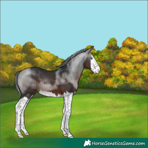 Horse Color:Brown Splash Rabicano