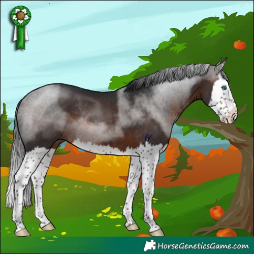 Horse Color:Brown Splash Rabicano