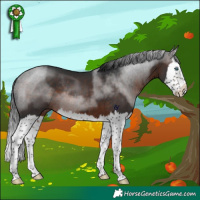 Horse Color:Brown Splash Rabicano