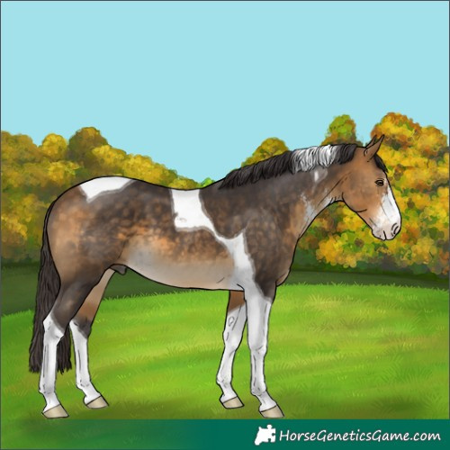Horse Color:Buckskin Sabino Tobiano