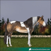 Horse Color:Buckskin Sabino Tobiano