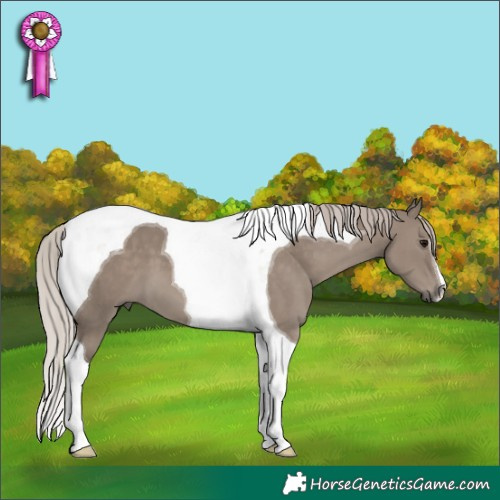 Horse Color:Silver Grullo Tobiano