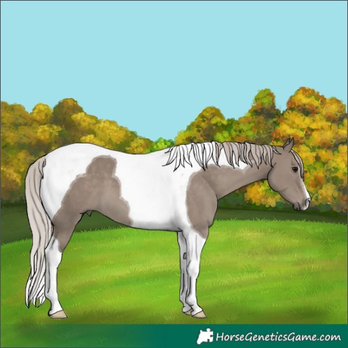 Horse Color:Silver Grullo Tobiano 