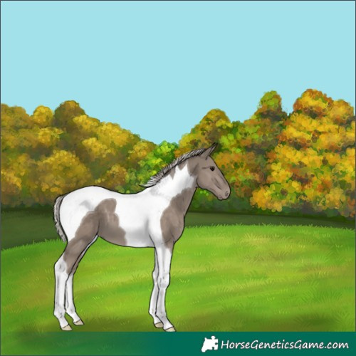 Horse Color:Silver Grullo Tobiano 